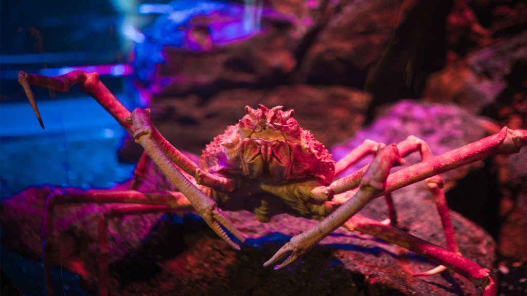 SEA LIFE Bangkok Ocean World Ticket (SEA LIFE Bangkok - Admission + Glass Bottom Boat) - 1
