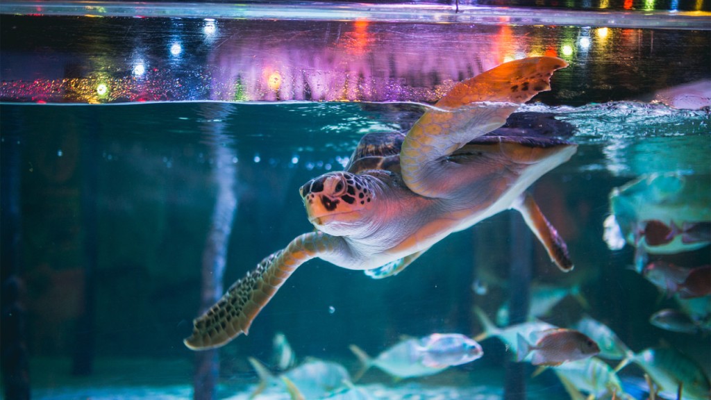 SEA LIFE Bangkok Ocean World Ticket (SEA LIFE Bangkok - Admission + Glass Bottom Boat + Pepsi and Popcorn Set) - 2
