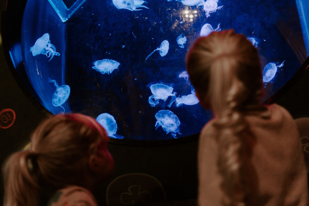 SEA LIFE Brighton Ticket (Admission (Anytime Entry)) - 1