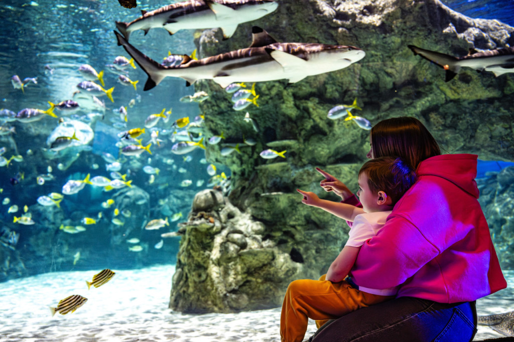 SEA LIFE Brighton Ticket (Admission (Off Peak)) - 2