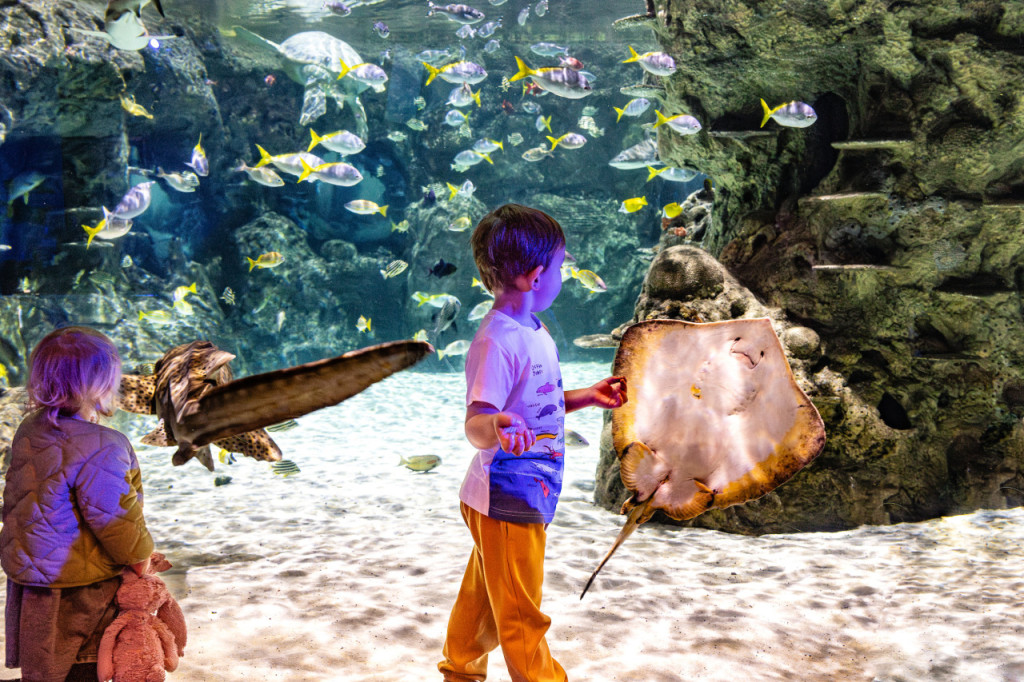 SEA LIFE Brighton Ticket (Admission (Peak)) - 3
