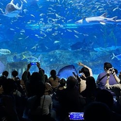 АКВАРИУМ SEALIFE COEX в Сеуле: Входной билет - 1