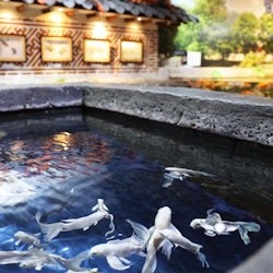 АКВАРИУМ SEALIFE COEX в Сеуле: Входной билет - 2