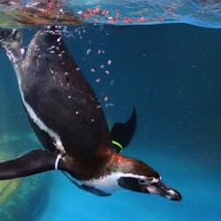 АКВАРИУМ SEALIFE COEX в Сеуле: Входной билет - 3