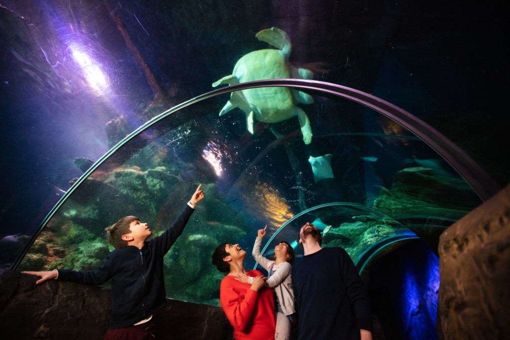 SEA LIFE London Aquarium Ticket (COMBO: Madame Tussauds London + SEA LIFE London Aquarium) - 1