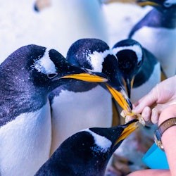 SEA LIFE London & Shrek's Adventure: Entry Ticket - 2