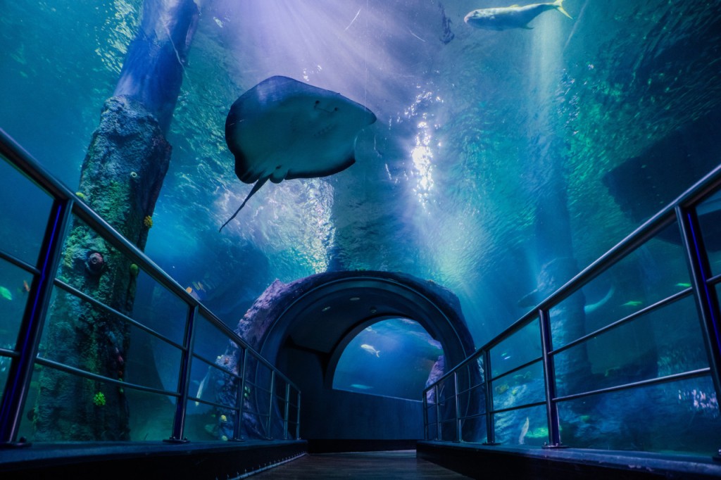 SEA LIFE Melbourne Aquarium Direct Entry Ticket (COMBO: Melbourne Skydeck (Fixed Dated General Admission) + SEA LIFE Melbourne Aquarium (Open Dated)) - 1