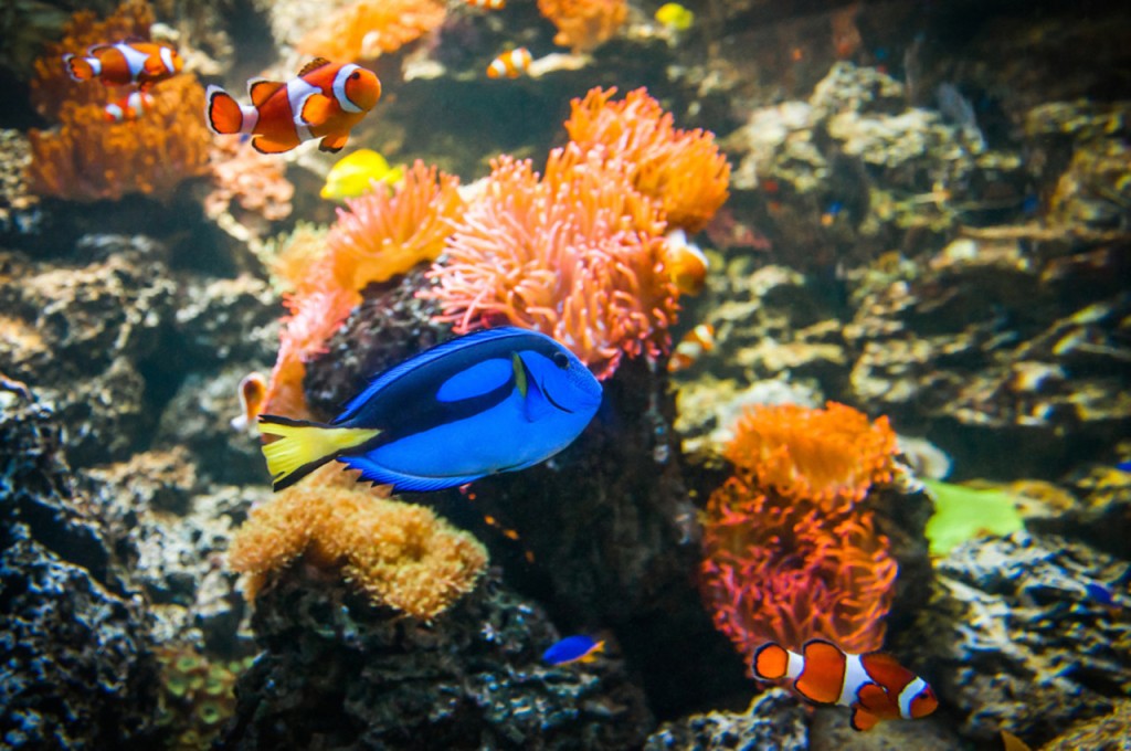 SEA LIFE Melbourne Aquarium Direct Entry Ticket (COMBO: Melbourne Skydeck (Fixed Dated General Admission) + SEA LIFE Melbourne Aquarium (Open Dated)) - 3