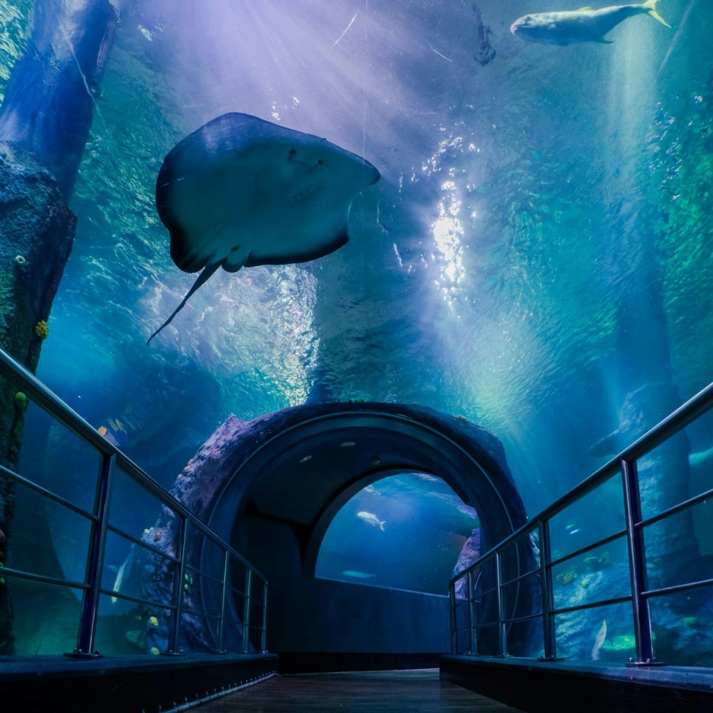 SEA LIFE Melbourne Aquarium : Billet coupe-file (Produit B2B) - 1