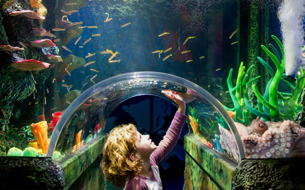 Billets pour l'aquarium SEA LIFE de Melbourne (Entry Ticket) - 2