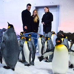 SEA LIFE Melbourne: Experiência do Passaporte do Pinguim - 1