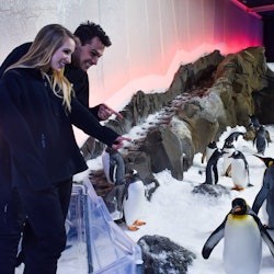 SEA LIFE Melbourne: Experiência do Passaporte do Pinguim - 2