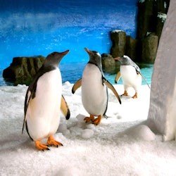 SEA LIFE Melbourne: Experiência do Passaporte do Pinguim - 3