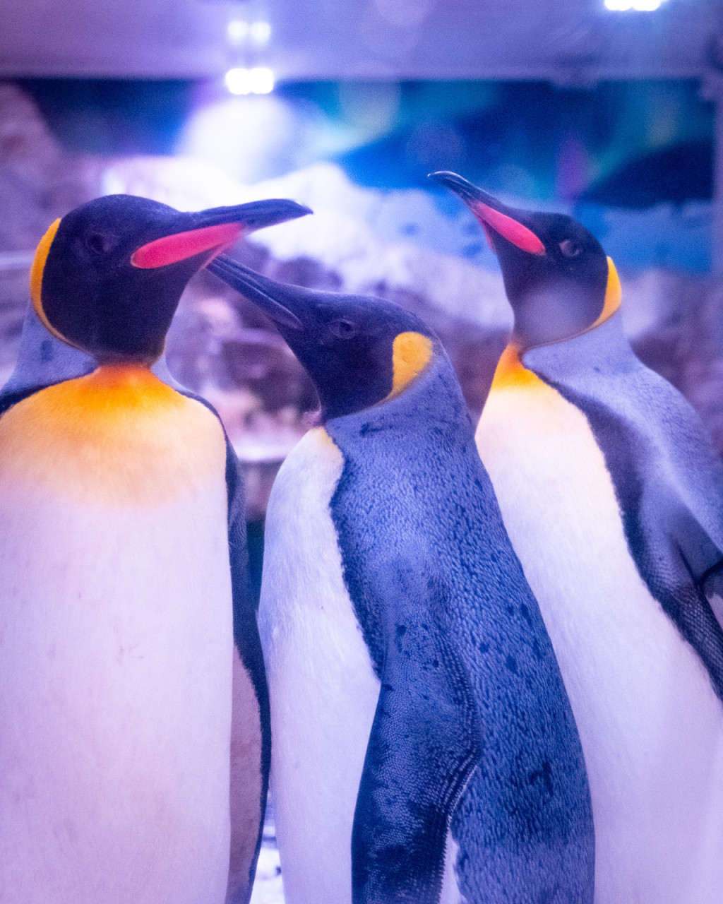 SEA LIFE Paris Aquarium Ticket (SEA LIFE Paris Aquarium - Admission) - 1