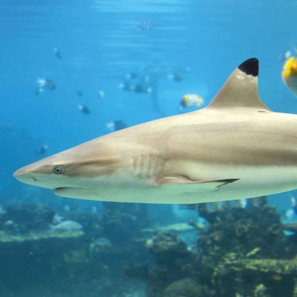 SEA LIFE Paris Aquarium Ticket (SEA LIFE Paris Aquarium - Admission) - 2