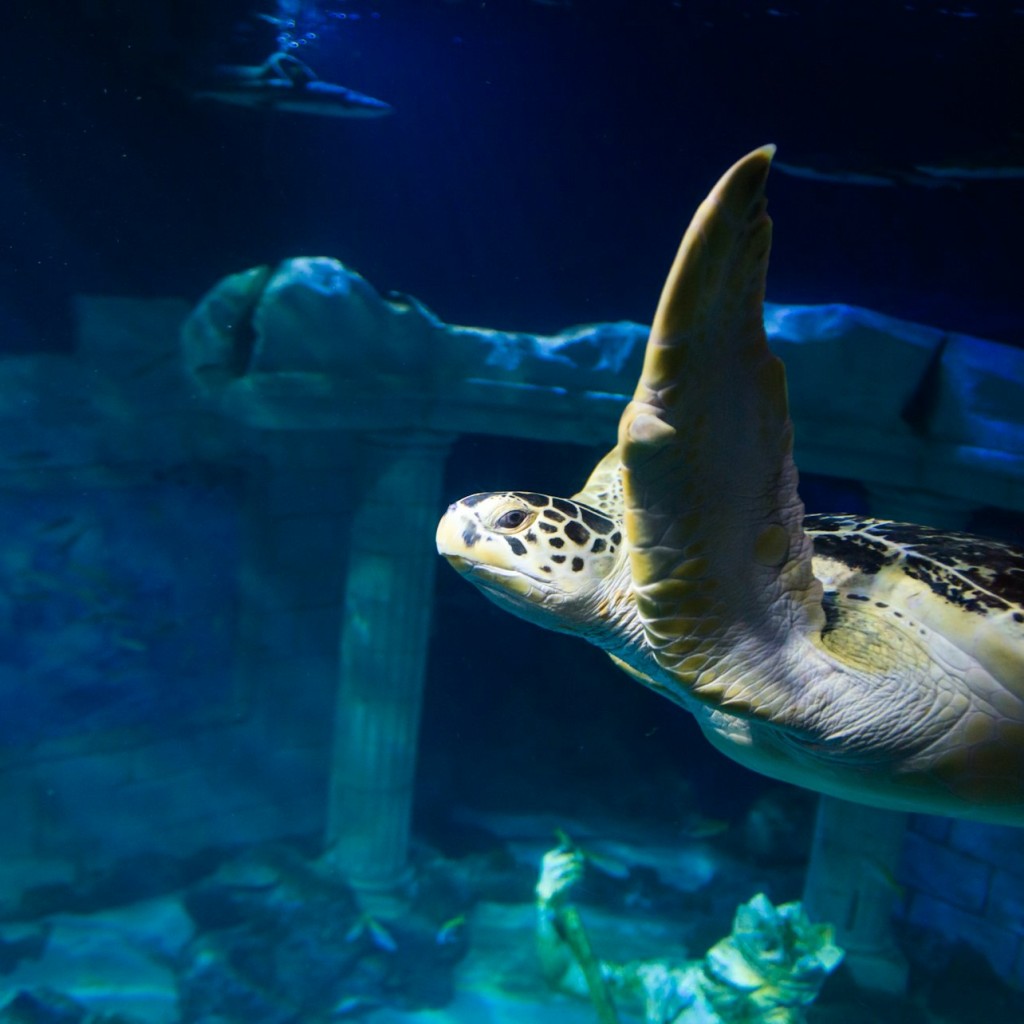 SEA LIFE Porto: 연간 이용권 - 1