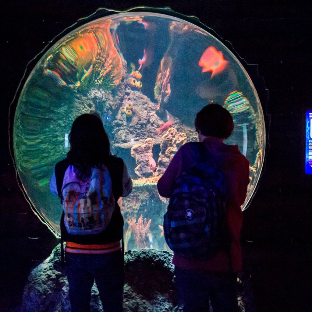 SEA LIFE Porto: 연간 이용권 - 2