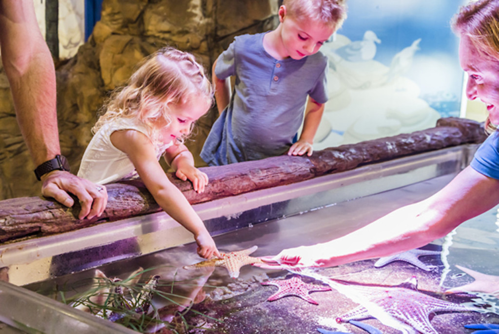 SEA LIFE Sunshine Coast Aquarium Direct Entry Ticket (SEA LIFE Sunshine Coast Aquarium - Admission) - 1