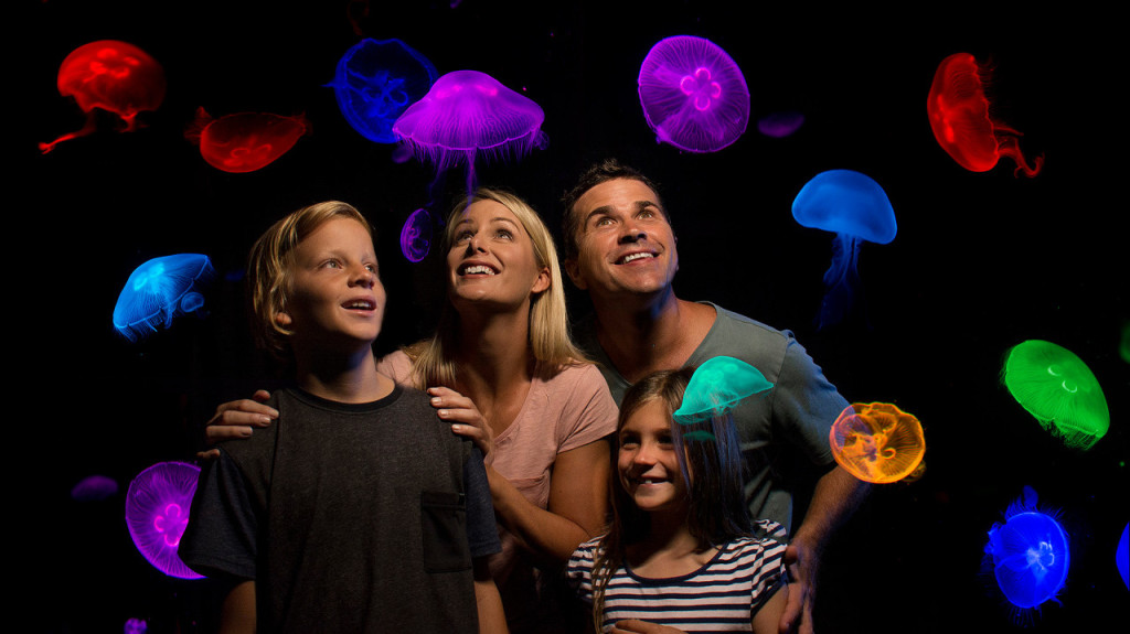 SEA LIFE Sunshine Coast Aquarium Direct Entry Ticket (SEA LIFE Sunshine Coast Aquarium - Admission) - 2