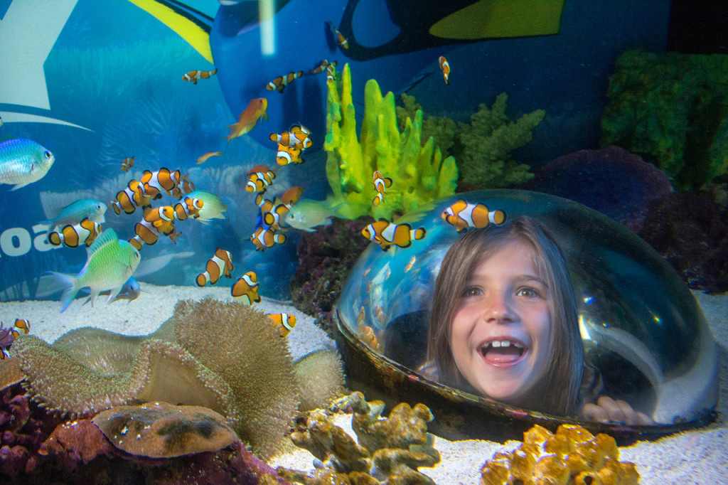 SEA LIFE Sunshine Coast Aquarium Direct Entry Ticket (SEA LIFE Sunshine Coast Aquarium - Admission) - 3