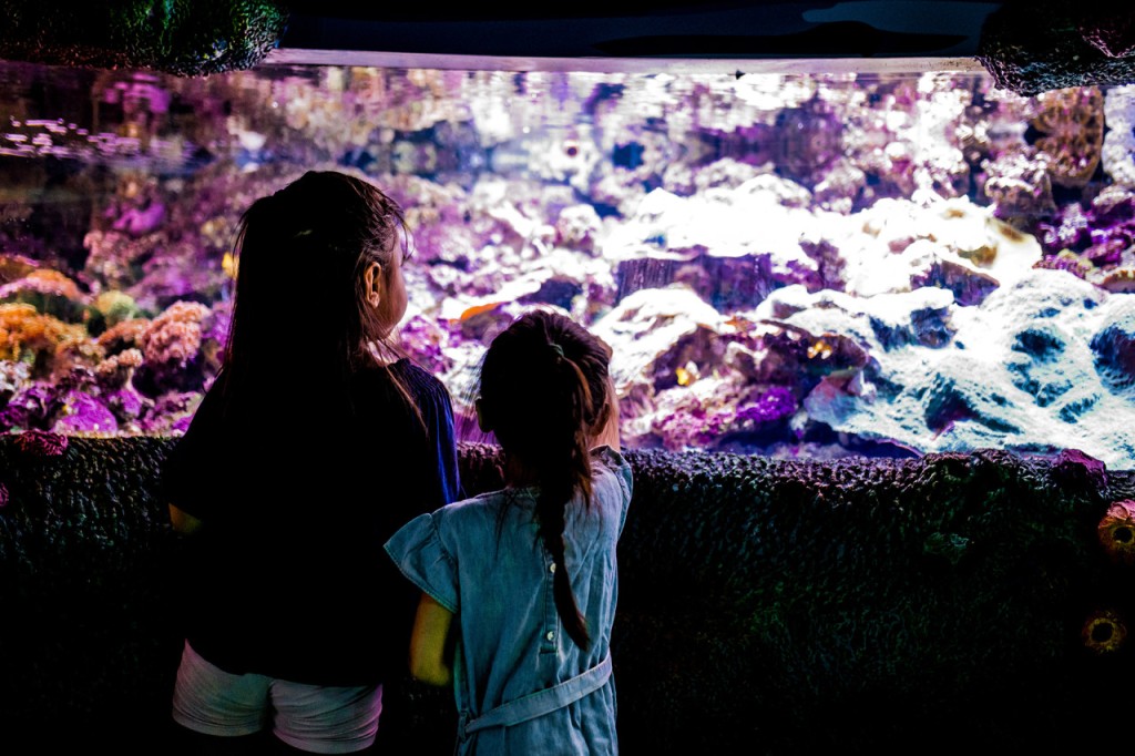씨 라이프(SEA LIFE) 시드니 아쿠아리움 입장권 (QR 입장) (오후 입장) - 3