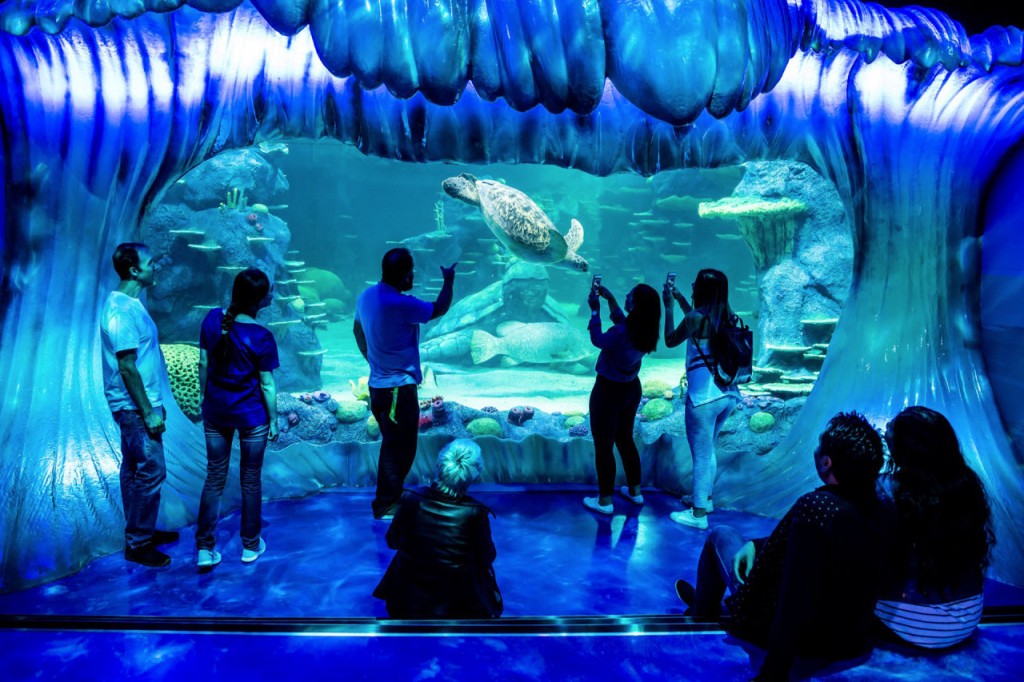 Entrada directa a Sydney Tower Eye (Sydney Multi-Attraction Pass - Tres atracciones (incluye SEA LIFE Sydney Aquarium)) - 2