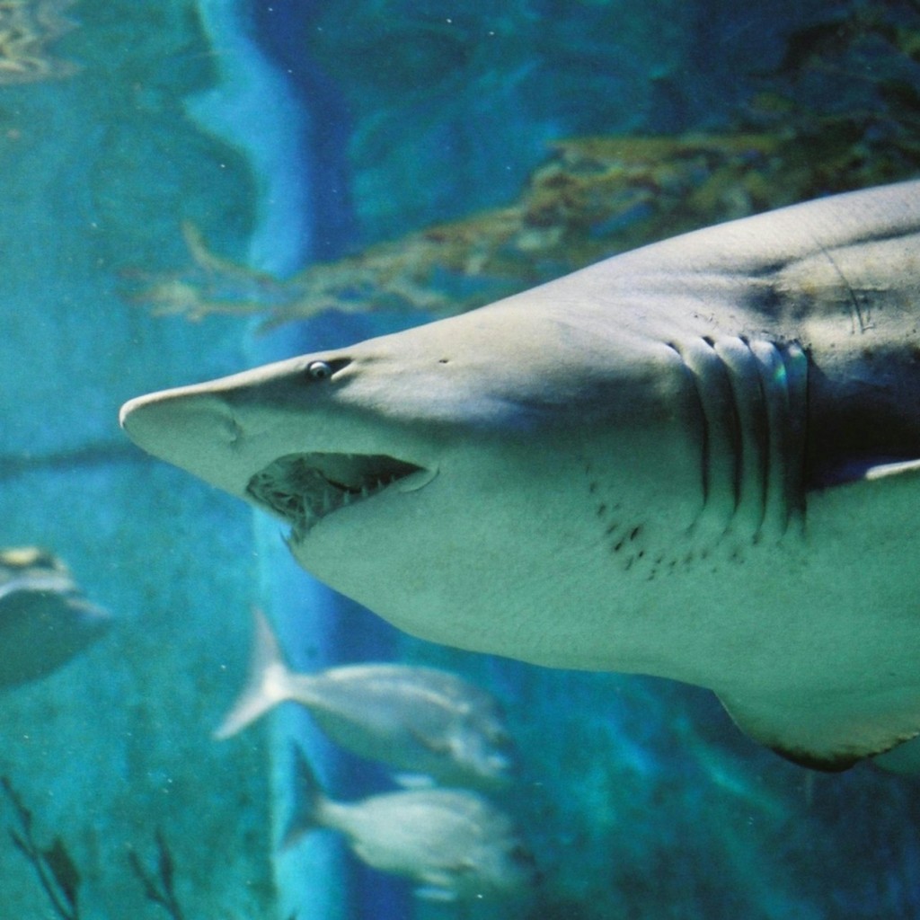悉尼SEA LIFE水族馆:入场券( B2B产品) - 1