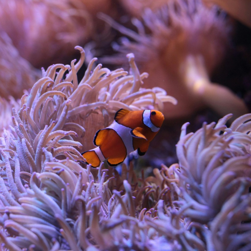 悉尼SEA LIFE水族馆:入场券( B2B产品) - 2