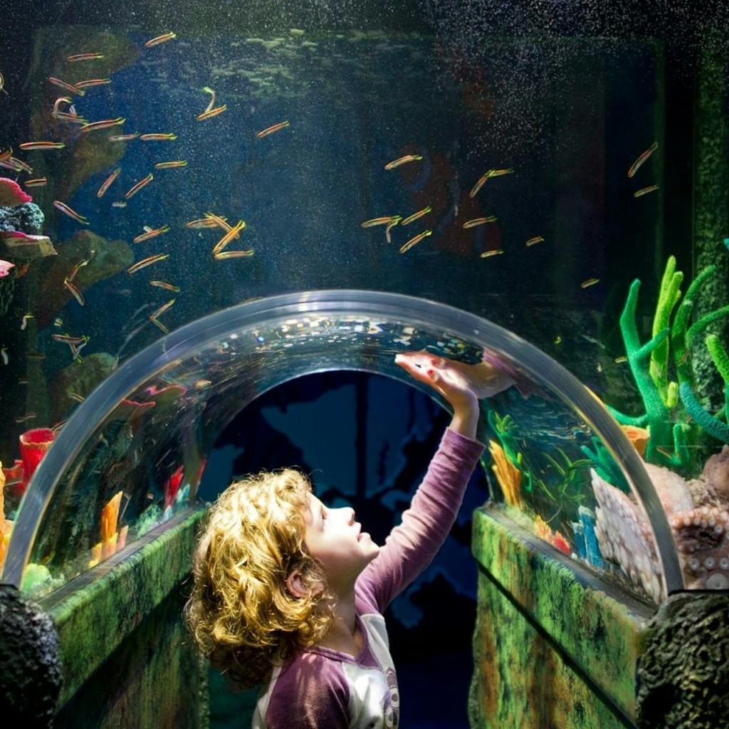 悉尼SEA LIFE水族馆:入场券( B2B产品) - 3