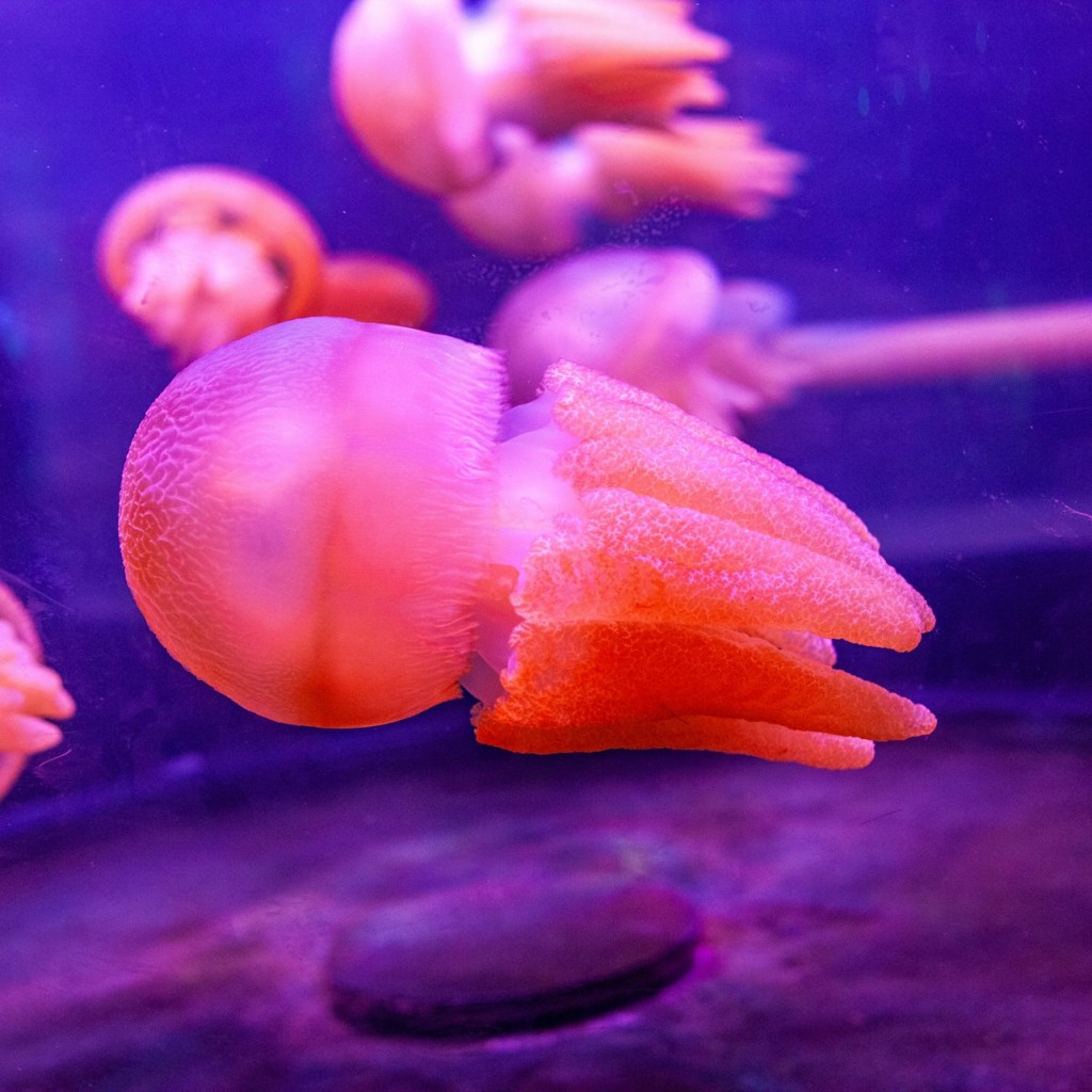 SEA LIFE Sydney Aquarium : Billet d'entrée - Morning - 3