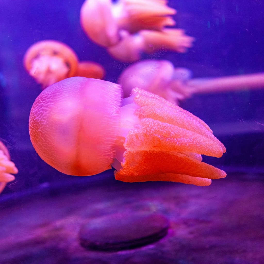 SEA LIFE Sydney Aquarium: Hai-Tauchgang Xtreme - 1