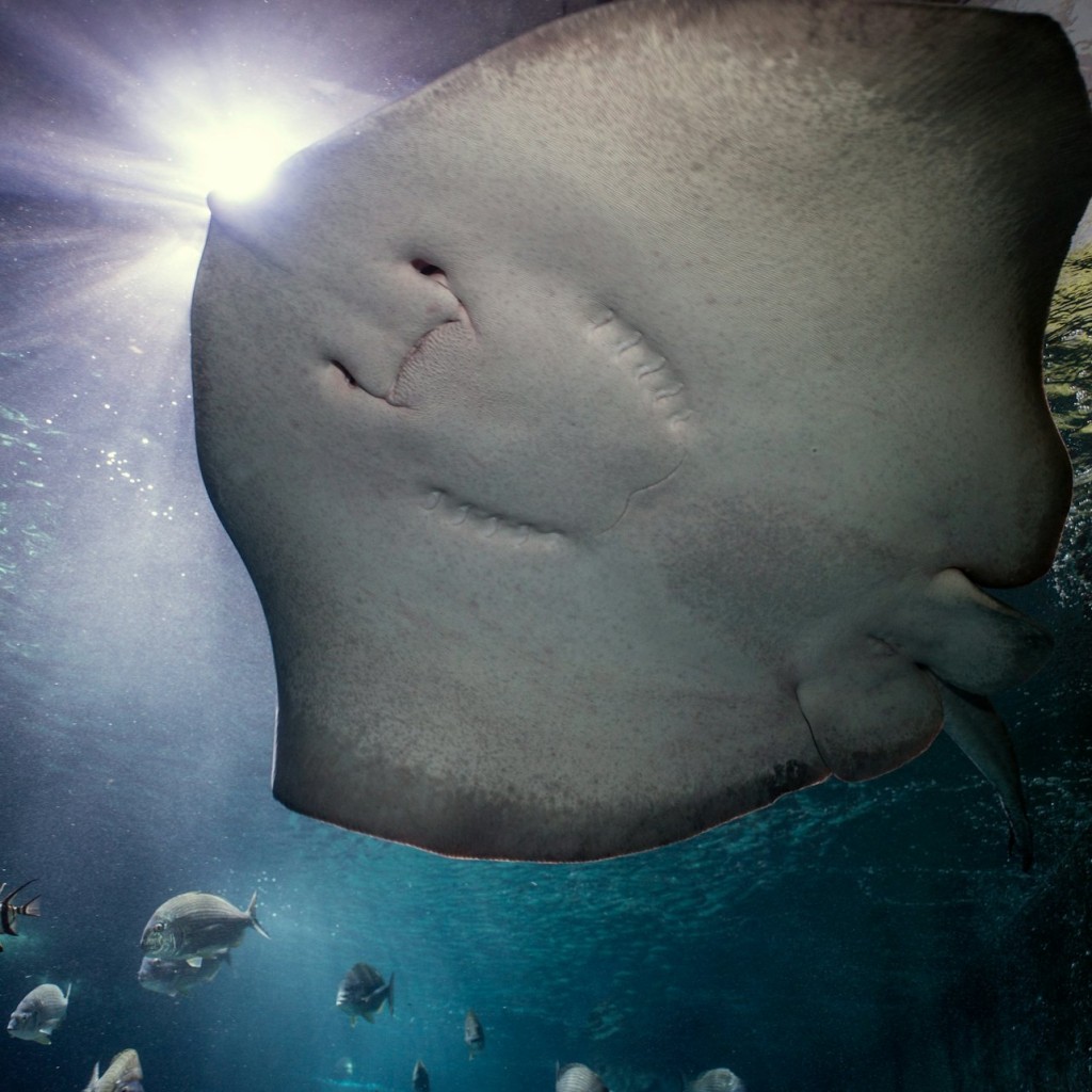 SEA LIFE Sydney Aquarium: Hai-Tauchgang Xtreme - 3