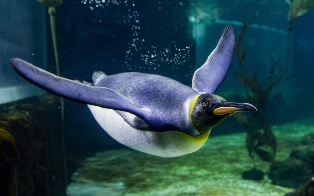 Billets pour l'aquarium SEA LIFE Sydney (Shark Dive Xtreme Melbourne) - 2
