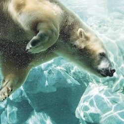 Sea World Gold Coast: tiquet d'entrada + ferri d'anada i tornada - 1