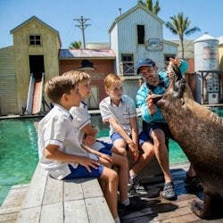 Sea World Gold Coast: tiquet d'entrada + ferri d'anada i tornada - 3