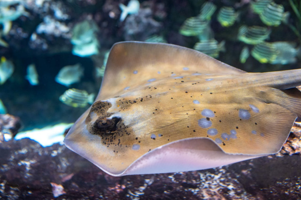 Seattle Aquarium Ticket (Admission) - 3