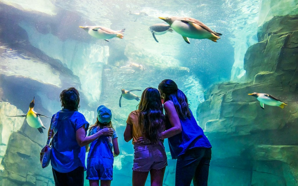 SeaWorld Orlando Tickets für einen beliebigen Tag (SeaWorld Orlando 2-Park Tickets) - 3