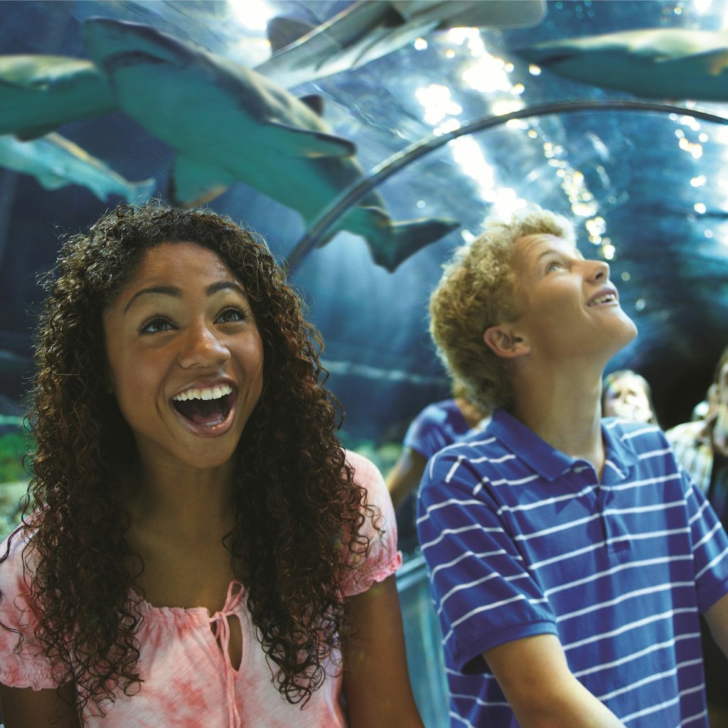 SeaWorld Orlando: tiquet d'entrada + oferta de menjar durant tot el dia opcional - 1