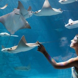 SeaWorld Orlando: Entry Ticket with Optional Quick Queue - 2