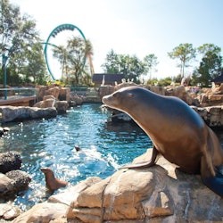SeaWorld Orlando: Entry Ticket with Optional Quick Queue - 3