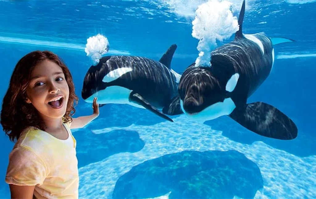SeaWorld Orlando Ticket: Direct Entry + Optional All-Day Dining Deal + Multi-Park Discount Ticket (3-Day, 3-Park Discount Bundle Ticket with Direct Entry: SeaWorld Orlando, Aquatica, Busch Gardens, or Adventure Island) - 1
