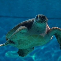 Aquarium Sevilla: Eintrittskarte - 1
