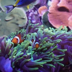 Aquarium Sevilla: Eintrittskarte - 2