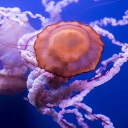 Aquarium Sevilla: Eintrittskarte - 3