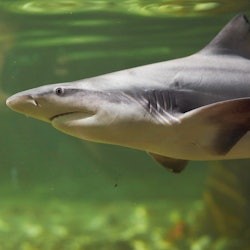 Shark Dive Xtreme a Sea Life Melbourne - 1