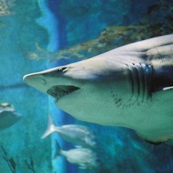 Shark Dive Xtreme a Sea Life Melbourne - 2