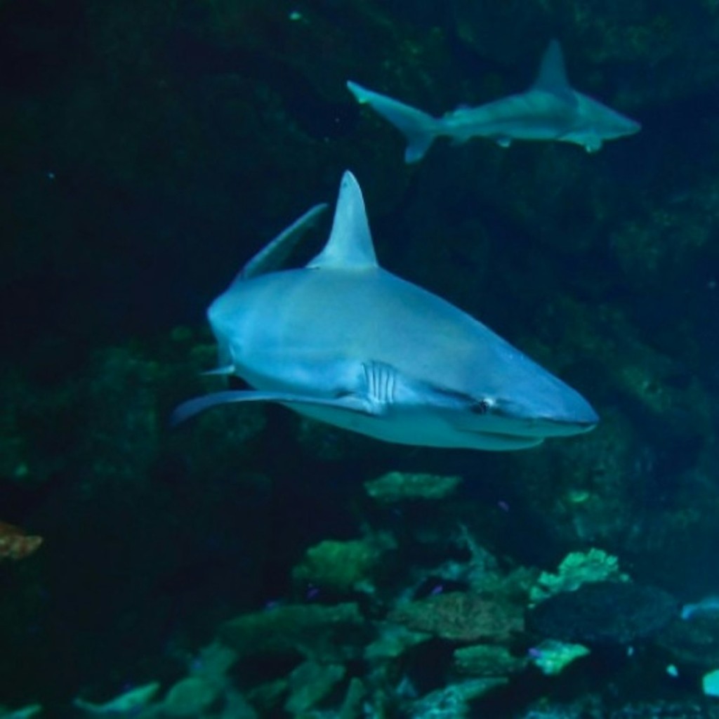 マンダレー湾のシャークリーフ水族館: 入場券 - 2