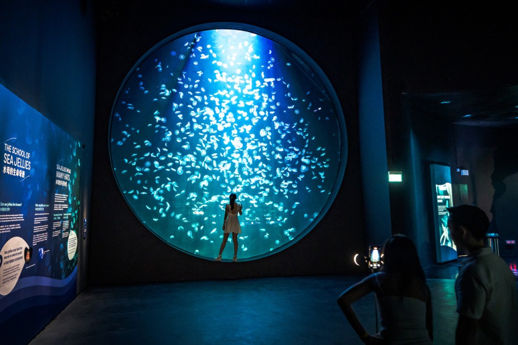 Dolphin Experiences at Marine Mammal Habitat Sentosa (Dolphin Connection + Singapore Oceanarium Ticket) - 2