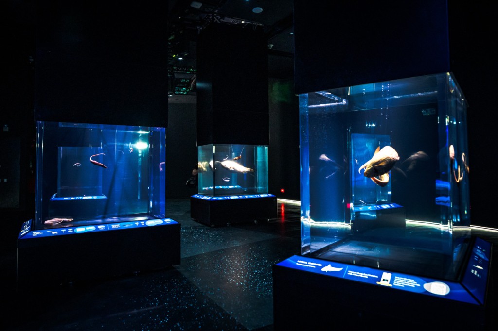 Dolphin Experiences at Marine Mammal Habitat Sentosa (Dolphin Exploration + Singapore Oceanarium Ticket) - 1