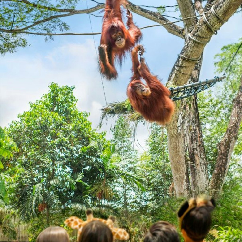 Zoo de Singapur: Tiquet d'entrada - 2
